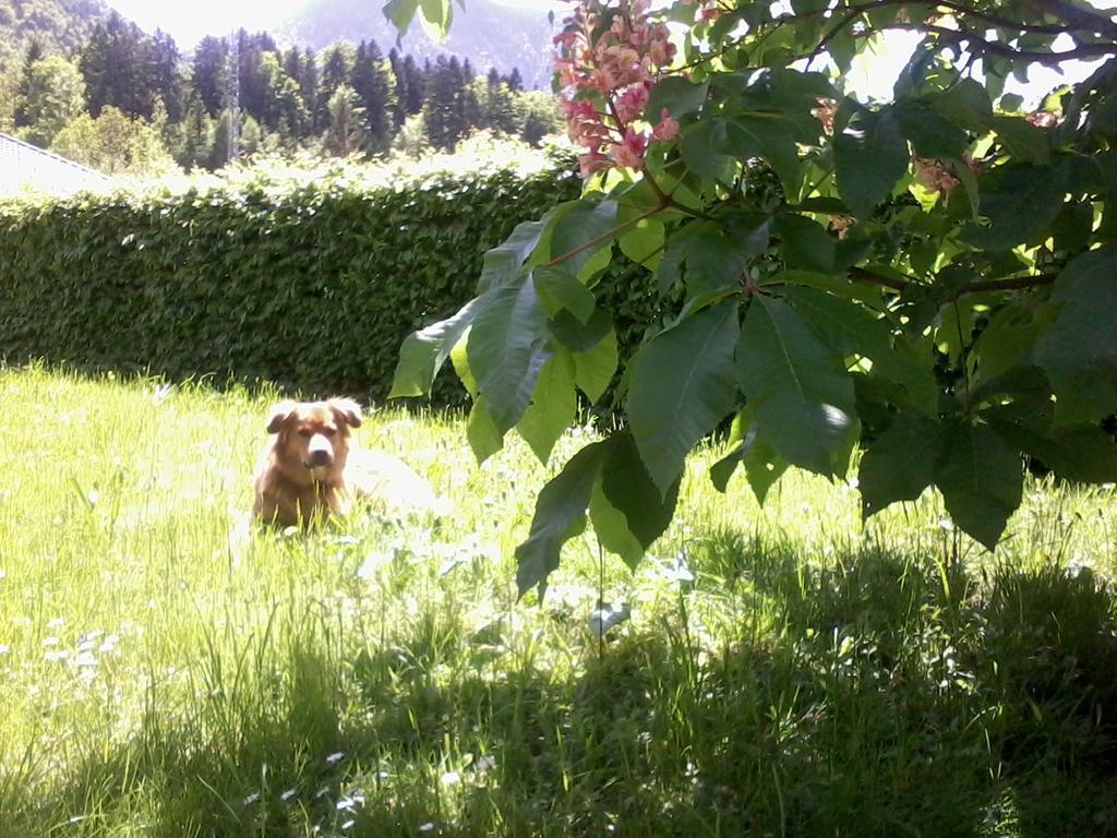Ferienwohnung Am Pflanzgarten Ebensee Zewnętrze zdjęcie